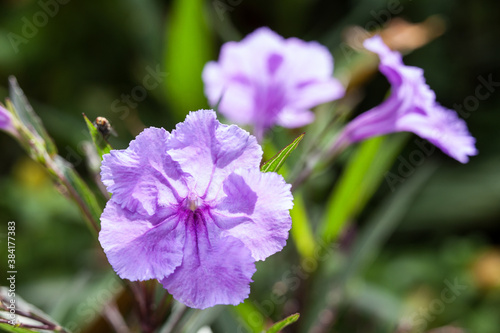 A beautiful wild plant with blue flowers.