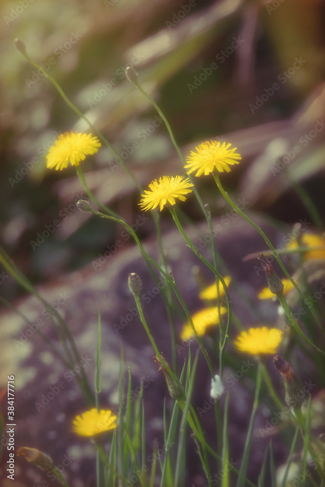 Wild and small yellow wildflowers of Taraxacum officinale or the common dandelion. Common dandelion is a commonly used herbal remedy. Wild and small yellow wildflowers of Taraxacum officinale or the common dandelion. Common dandelion is a commonly used herbal remedy.
