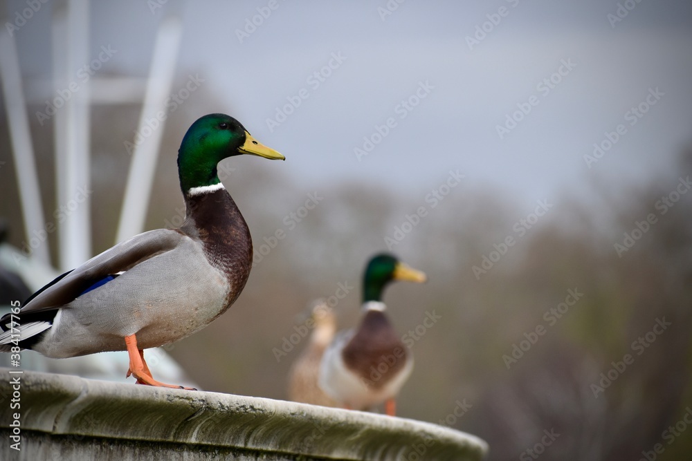 Male mallards standing on a fountain in the city Male mallards standing on a fountain in the city