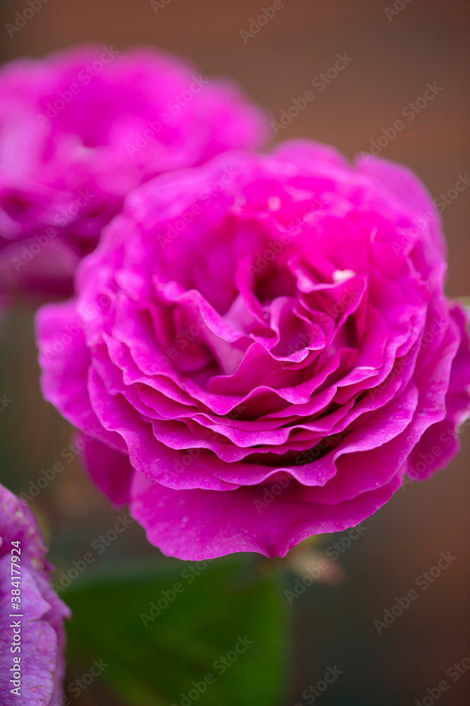 Purple-lilac coloured Chartreuse de parme Delbard roses