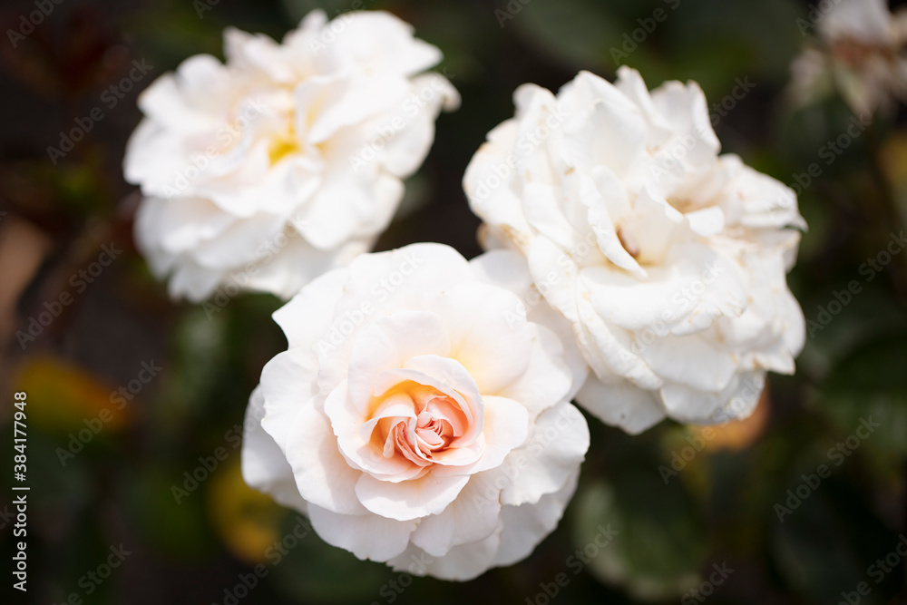 Light pink or creamy pink Dame Cath floribunda roses Light pink or creamy pink Dame Cath floribunda roses
