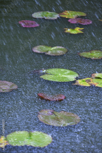 Foto 蓮池に降る雨とカエル