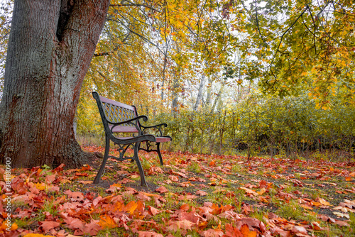 Lonely bench under old maple tree with fallen maple red and orange leaves in the city park in Autumn colors, Magdeburg, Germany.