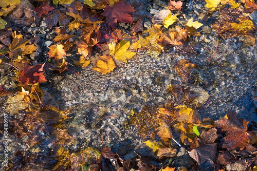 Maple leaf in water  floating autumn maple leaf. Colorful leaves in stream. Sunny autumn day. Autumn concept