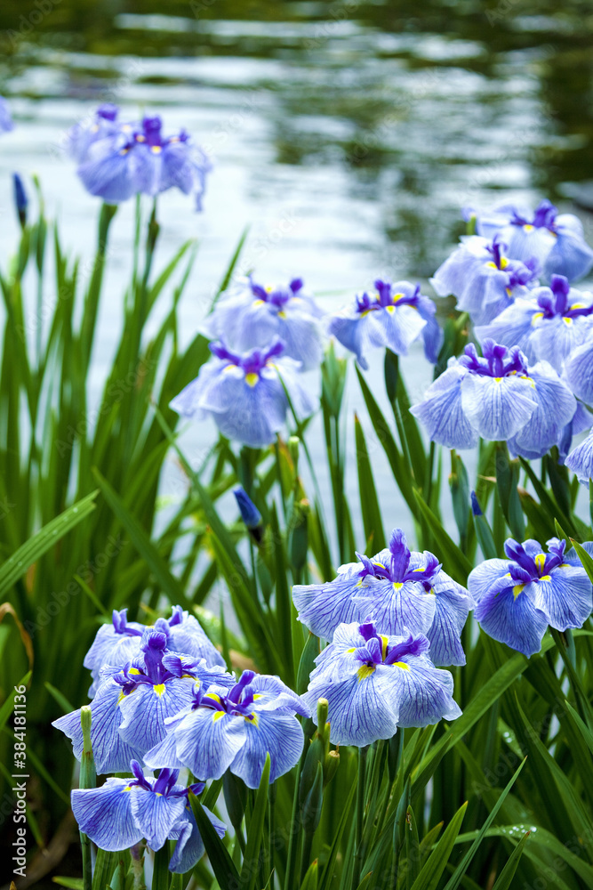 城北花菖蒲園