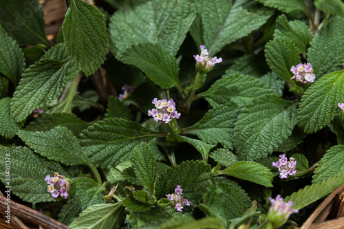 Lippia alba - Fresh leaves of soon relief medicinal plant. photo