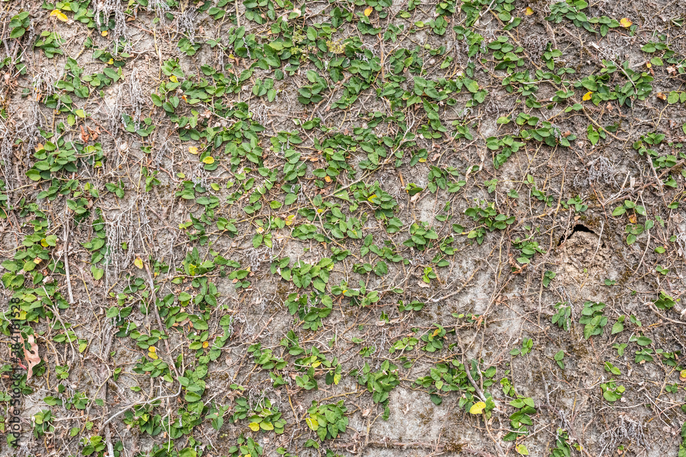 Fototapeta premium green ivy leaf on the wall
