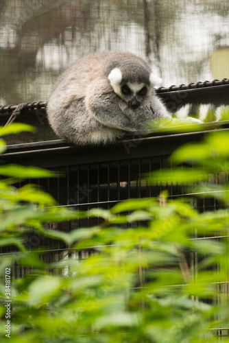 Lemur on the fence