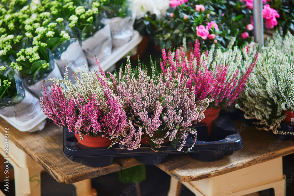 Heather for sale on local flower market in Paris Heather for sale on local flower market in Paris