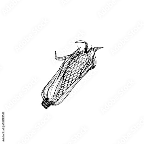 A sweet corn ear maize woodcut print or vintage etching style illustration © Aksana