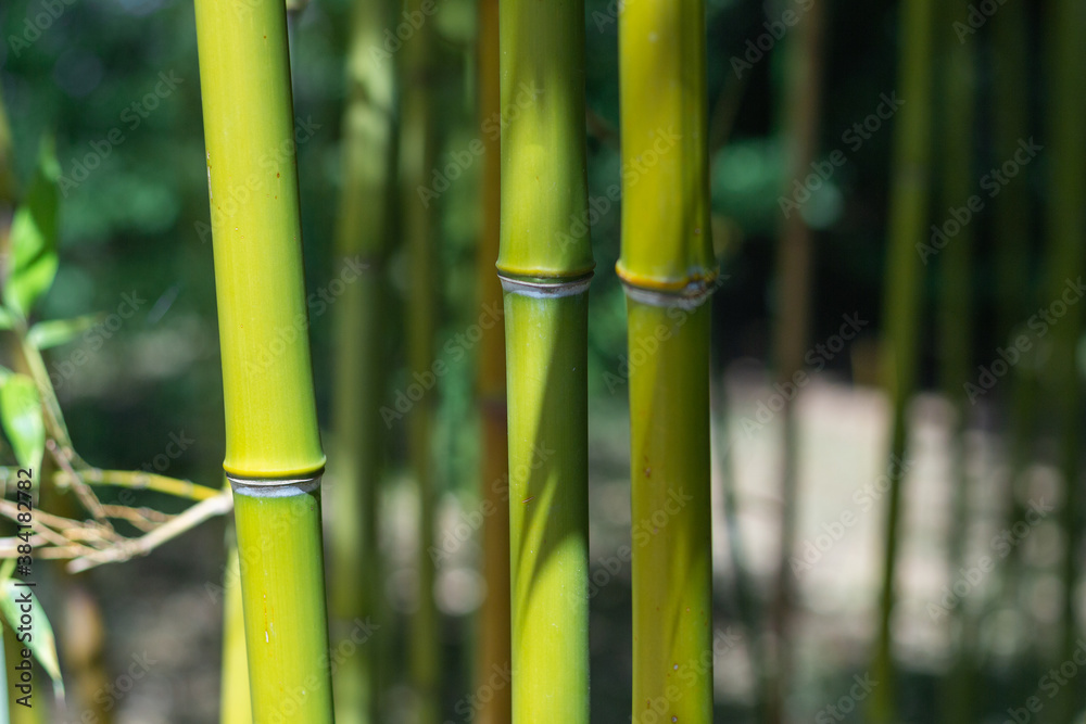 Obraz premium bambou vert pousse zen