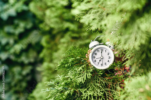 Woman holding out alarm clock in green fir tree branches in the forest. Christmas gift concept. Hurry up, shopping, delivery, sale