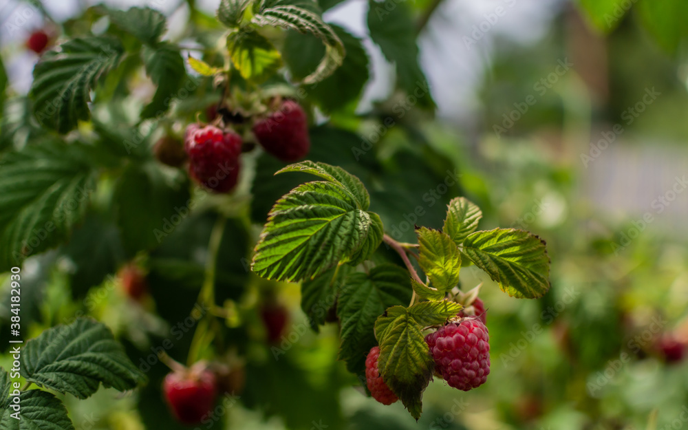 Red scarlet raspberries on the branches, among the green carved leaves on a tree in the summer garden. Harvest Red scarlet raspberries on the branches, among the green carved leaves on a tree in the summer garden. Harvest