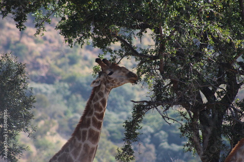 Photo Taken in Pilanesberg National Park. © Sethumaathavan