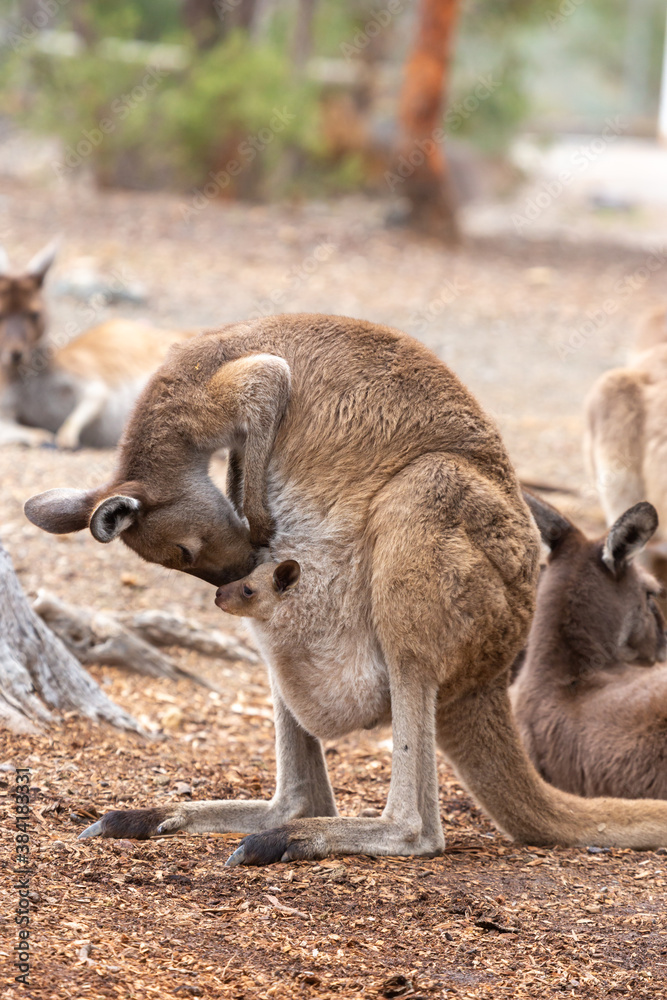 Western grey kangaroo with Joey in John Forrest National Park, Perth, Western Australia Western grey kangaroo with Joey in John Forrest National Park, Perth, Western Australia