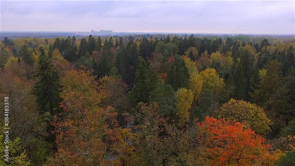 panorama of an autumn forest with city buildings on the horizon, shot from a quadcopter