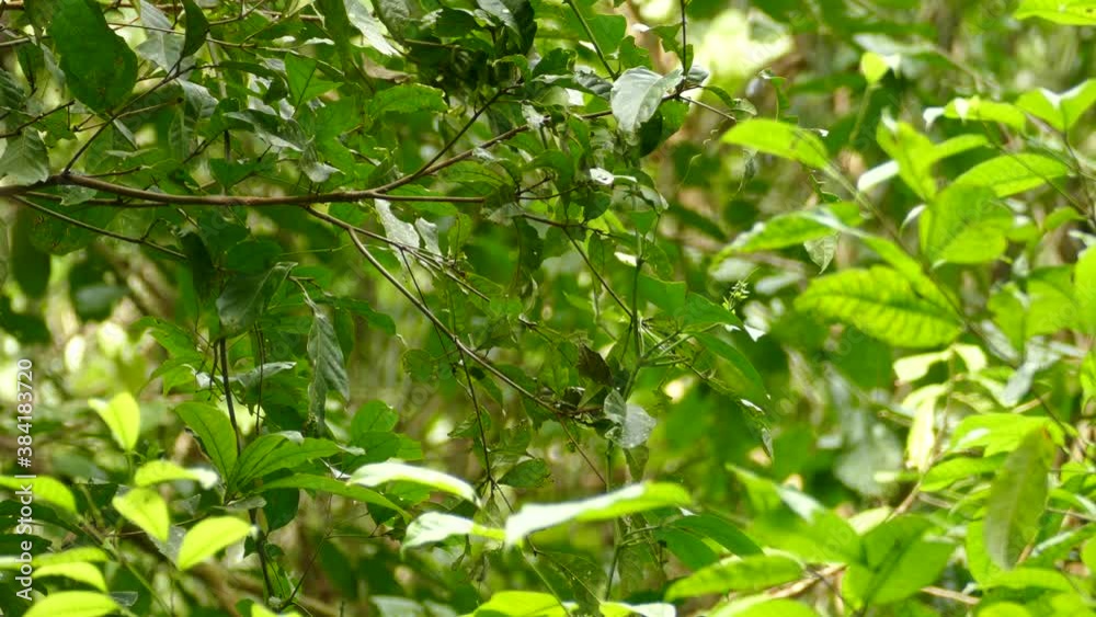 Dot Winged Antwren Walking Along Branch Before Flying Away. Locked Off Dot Winged Antwren Walking Along Branch Before Flying Away. Locked Off