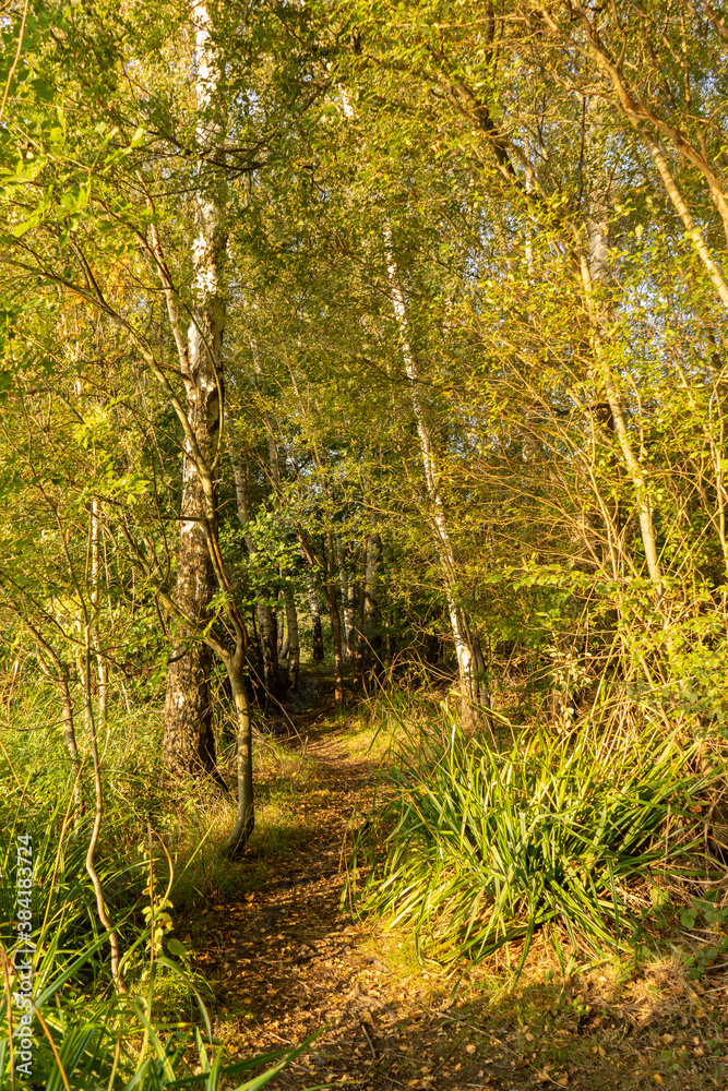 Fototapeta premium Beautiful sun lit silver birch trees through path at dusk at the begining of autumn