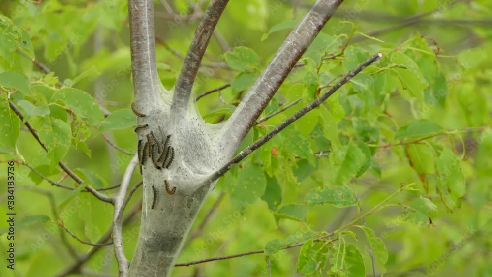 Tent Caterpillars moving on outside of woven tent in between branches of tree Tent Caterpillars moving on outside of woven tent in between branches of tree