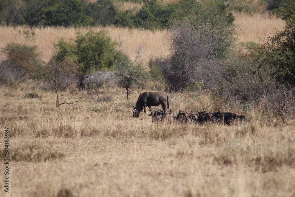 Photo Taken in Pilanesberg National Park. Photo Taken in Pilanesberg National Park.