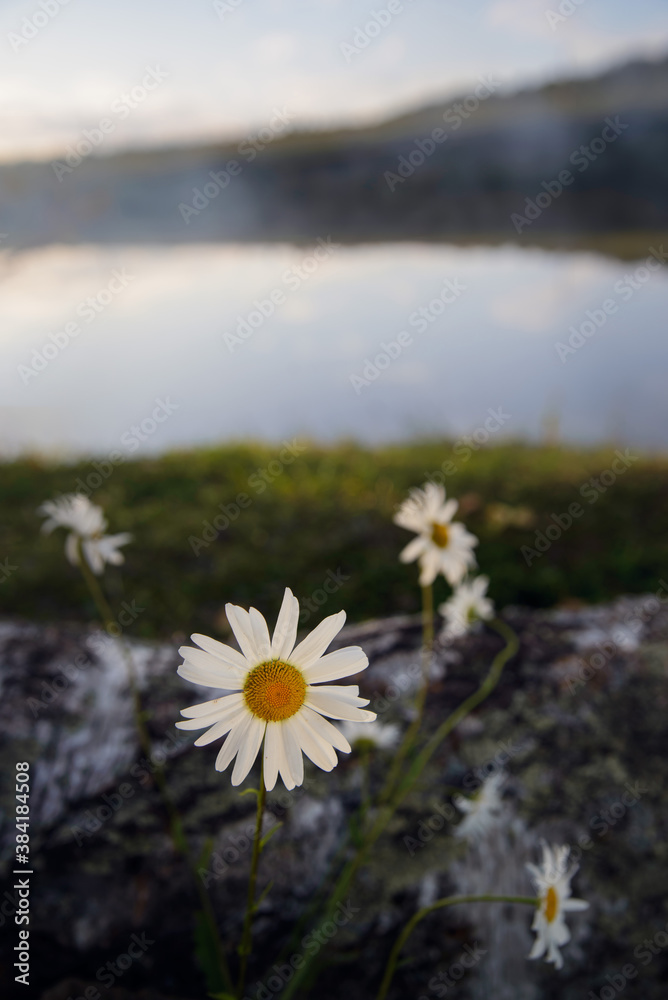 White daisies on the background of village rest and sunset