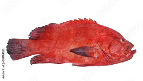 Foto Red spotted grouper fish isolated on white background