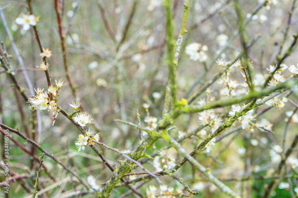 Blackthorn tree shrub (Prunus Spinosa) in bloom with white flowers and branches covered in moss Blackthorn tree shrub (Prunus Spinosa) in bloom with white flowers and branches covered in moss