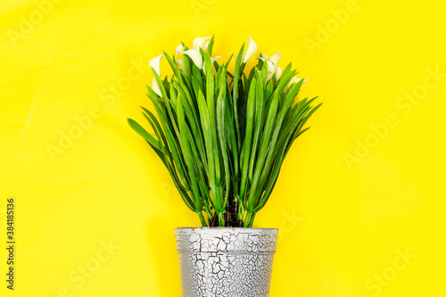 wooden pot of Calla lilies flowers isolated on yellow background