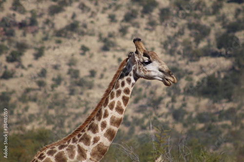 Photo Taken in Pilanesberg National Park.