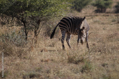 Photo Taken in Pilanesberg National Park.