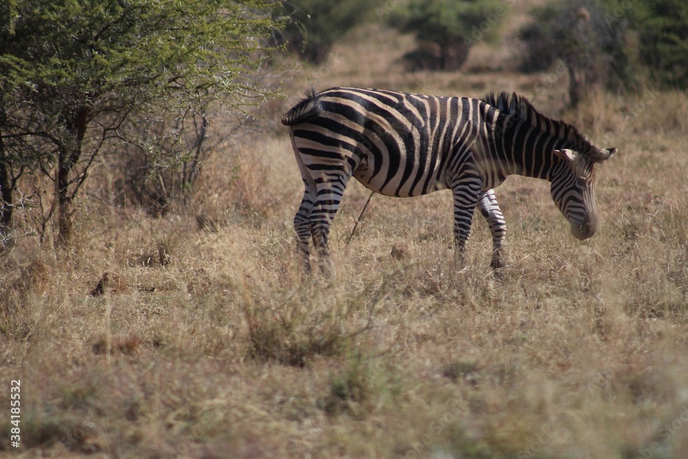 Photo Taken in Pilanesberg National Park. Photo Taken in Pilanesberg National Park.