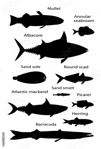 Atlantic ocean fish silhouettes. Vector black outline image.