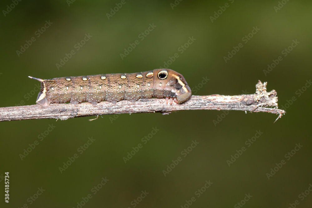 Image of brown caterpillar on branch on natural background. Insect. Brown worm. Animal. Image of brown caterpillar on branch on natural background. Insect. Brown worm. Animal.