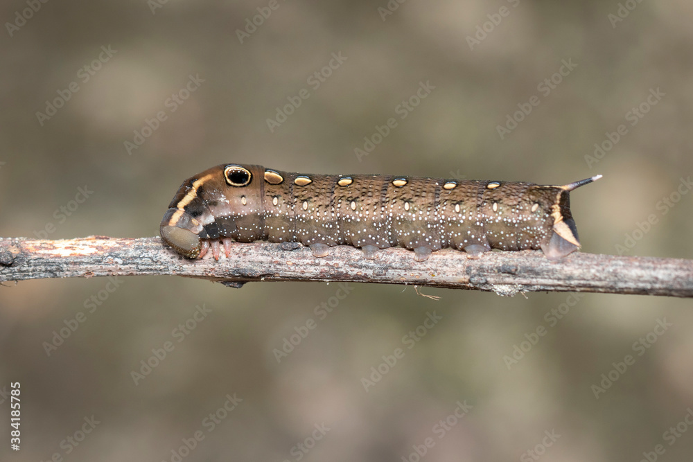 Image of brown caterpillar on branch on natural background. Insect. Brown worm. Animal. Image of brown caterpillar on branch on natural background. Insect. Brown worm. Animal.