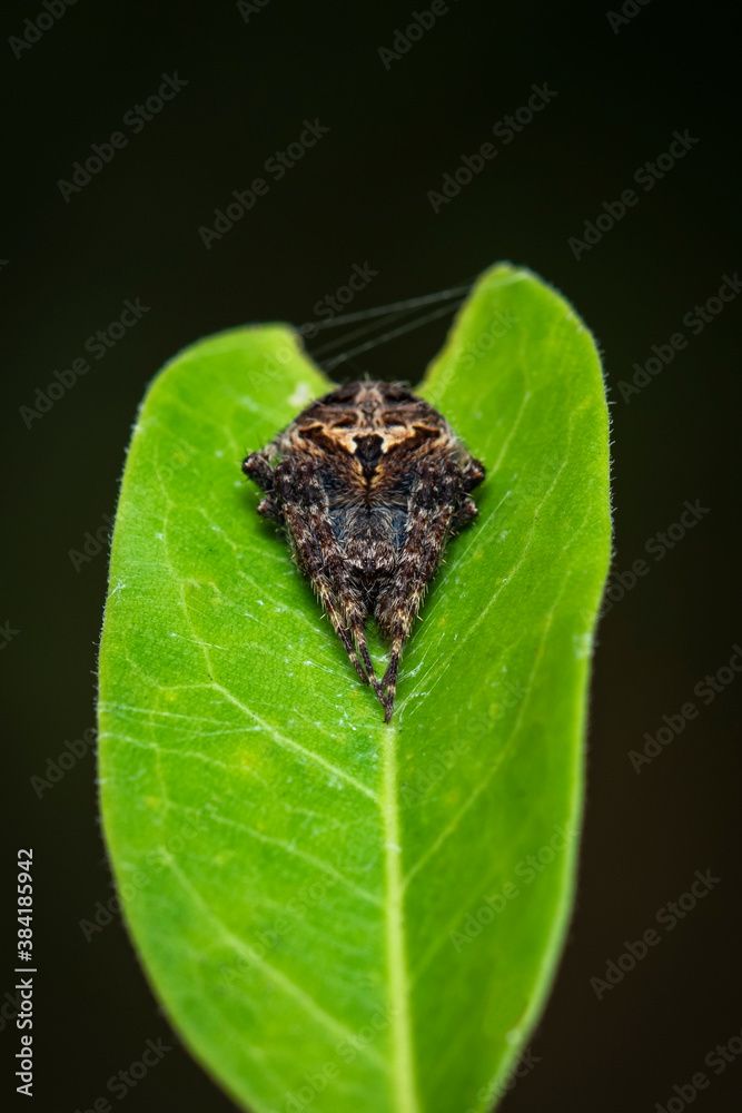 Image of Laglaise's garden spider on green leaf on nature background. Insect. Animal. Image of Laglaise's garden spider on green leaf on nature background. Insect. Animal.