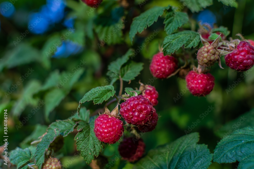 Scarlet berries, red pink ripe raspberries on branches with green carved leaves in the garden. Summer harvest. Close-up Scarlet berries, red pink ripe raspberries on branches with green carved leaves in the garden. Summer harvest. Close-up