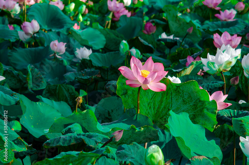 Close-up of lotus flower on the pond at sunrise. For thousands of years  the lotus flower has been admired as a sacred