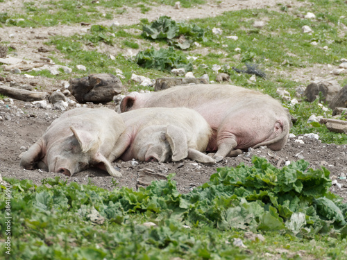 Three sleeping Pigs in the afternoon sun
