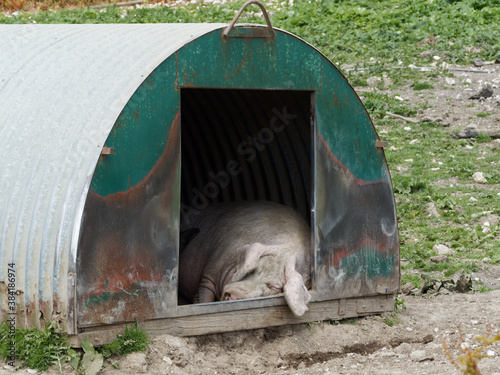 A pig sleeping in a shelter away from the afternoon sun