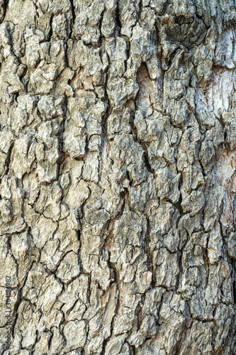 tree bark close-up as background. the texture of the bark