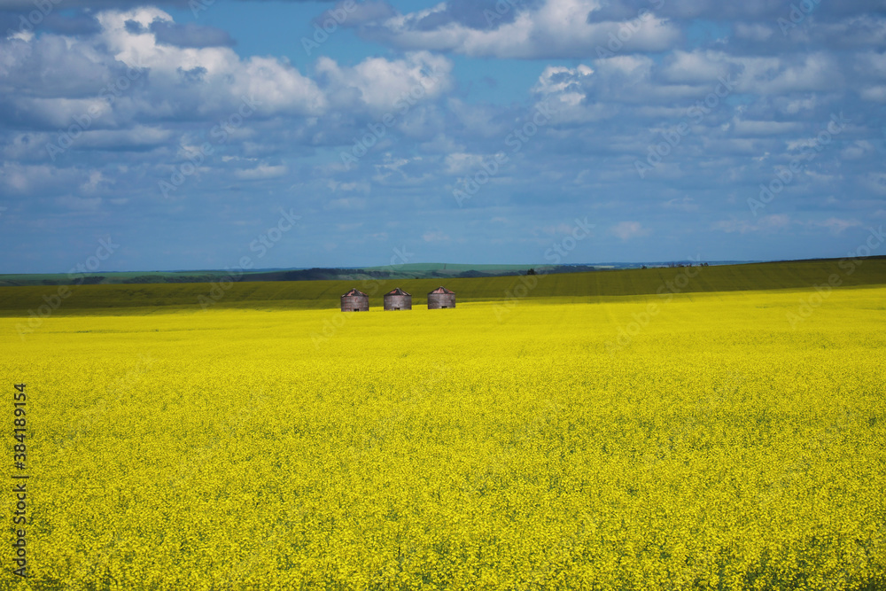 Canola field in Southern Saskatchewan Canola field in Southern Saskatchewan