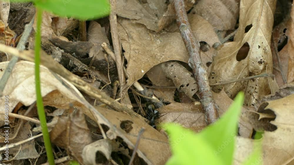 Two Black Carpenter Ants Fighting On The Ground By Fallen Leaves. Locked Off Two Black Carpenter Ants Fighting On The Ground By Fallen Leaves. Locked Off