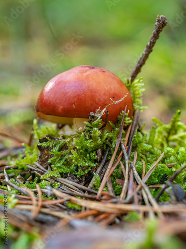 kleiner roter Pilz photo