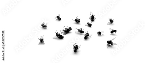 Dead Flies on white background © Lane Erickson