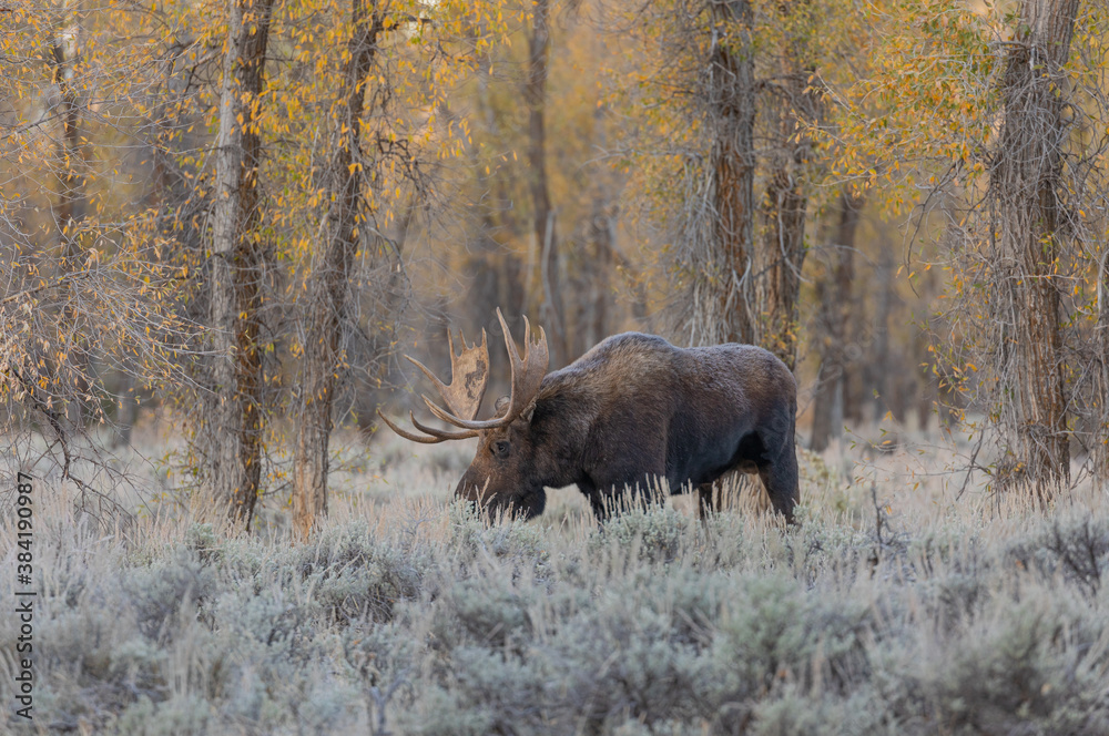 Bull Moose During the Fall Rut in Wyoming Bull Moose During the Fall Rut in Wyoming