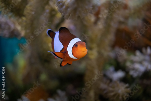 Orange clownfish swimming near anemone