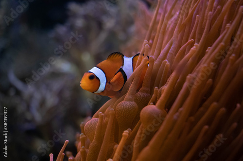 Fototapeta Naklejka Na Ścianę i Meble -  Orange clownfish swimming near anemone