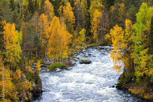  View of river rapids through lush autumnal Finnish taiga forest during fall foliage near Kuusamo in Northern Europe.