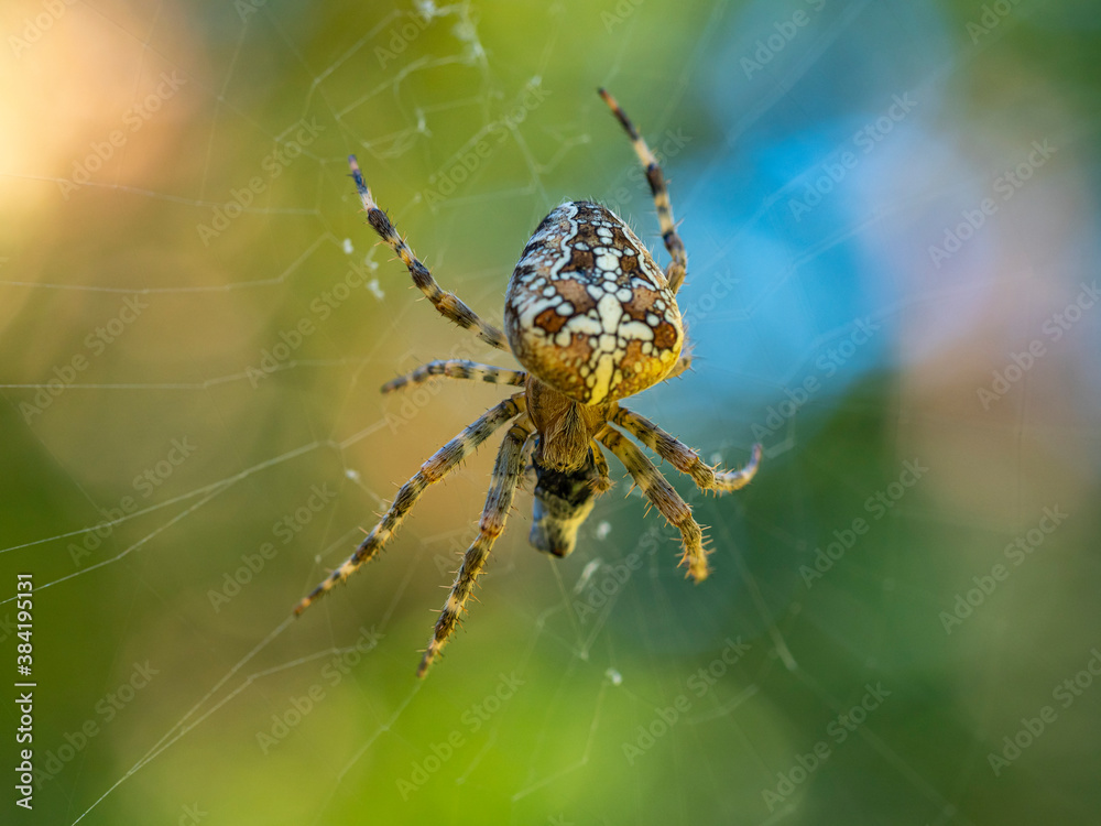 Kreuzspinne Kreuzspinne