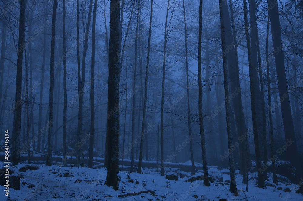 Fototapeta premium Ein Wald im Winter mit Nebel
